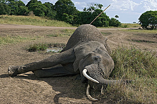 非洲象,成年,女性,杀死,矛,马赛马拉,肯尼亚
