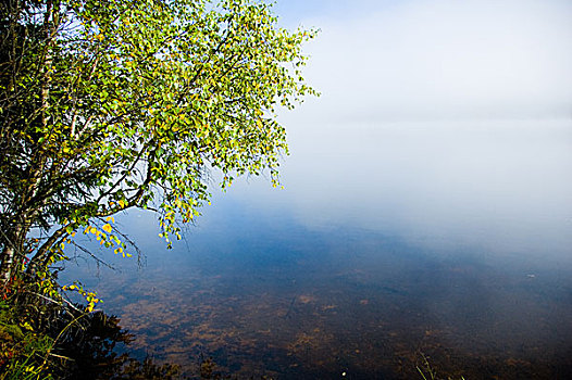 湖边树