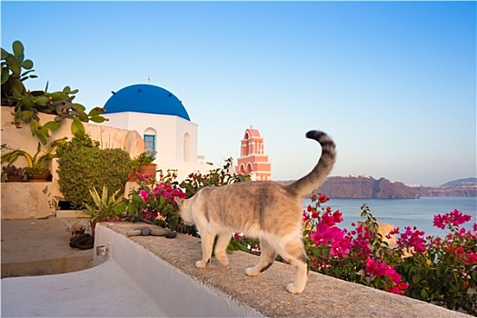 家猫,乡村,锡拉岛,希腊