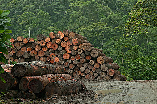 伐木,雨林,厄瓜多尔