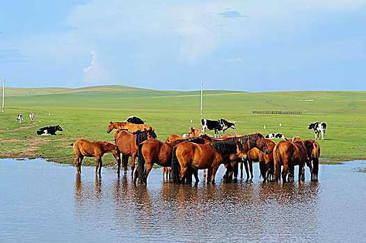 内蒙古草原上饮水的马群