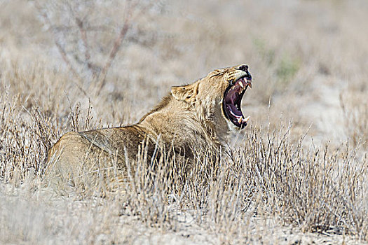 狮子,哈欠,埃托沙国家公园,纳米比亚,非洲