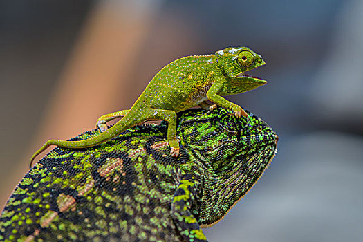 madagascar马达加斯加变色龙chameleon微距摄影