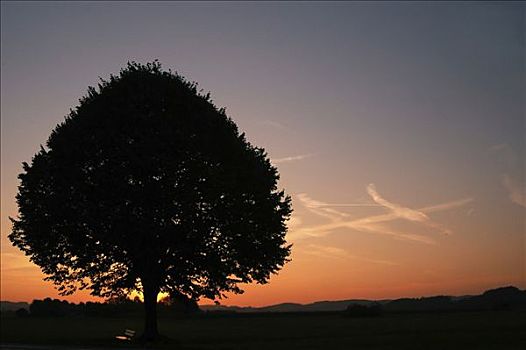 孤树,正面,落日