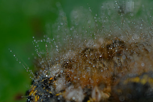 毛虫,雨