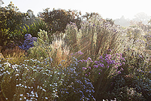 草,冬天,紫苑属,低,阳光,乡村,环境