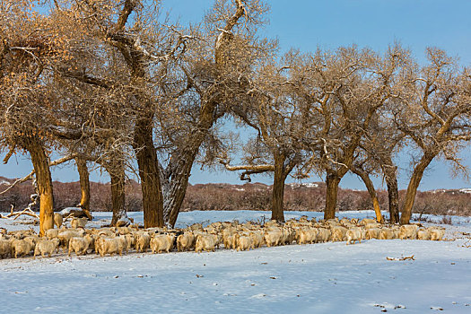 胡杨林,冬季,雪景