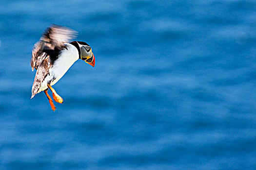 大西洋角嘴海雀,角嘴海雀,北极,降落,设得兰群岛,苏格兰