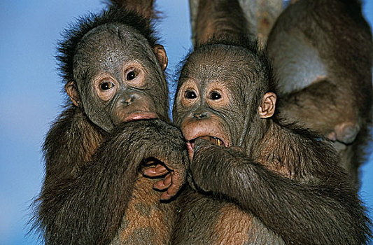 猩猩,黑猩猩,头像,婆罗洲