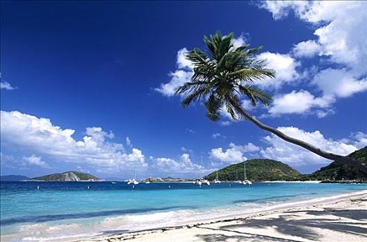棕榈树,海滩,岛屿,英属维京群岛,加勒比海
