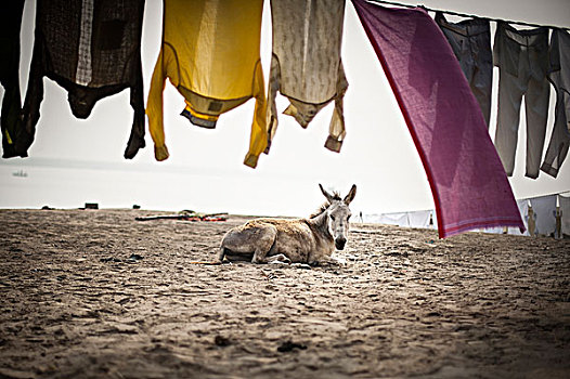 驴,海滩