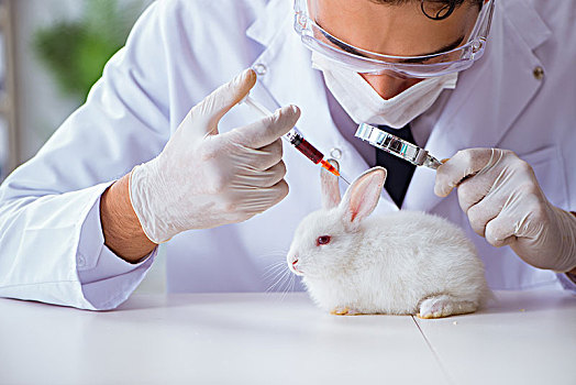 兽医,博士,检查,兔子,宠物,医院