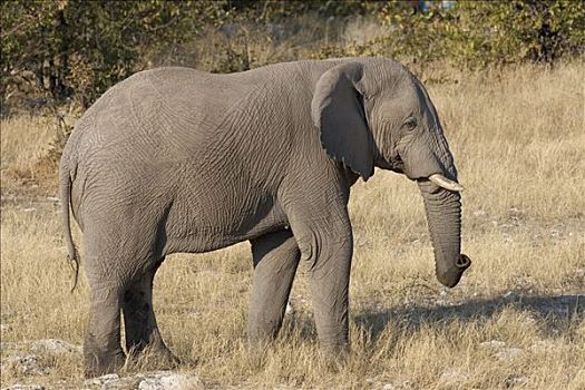 非洲,灌木,大象,热带草原,非洲象,埃托沙国家公园,纳米比亚