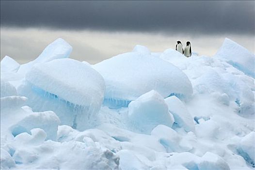 阿德利企鹅,一对,冰,库克群岛,南极