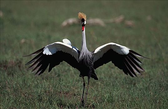 冠鹤,禁猎区,肯尼亚