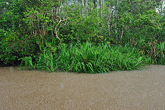 河,洪水,树林,重,雨,檀中埠廷国立公园,婆罗洲,印度尼西亚