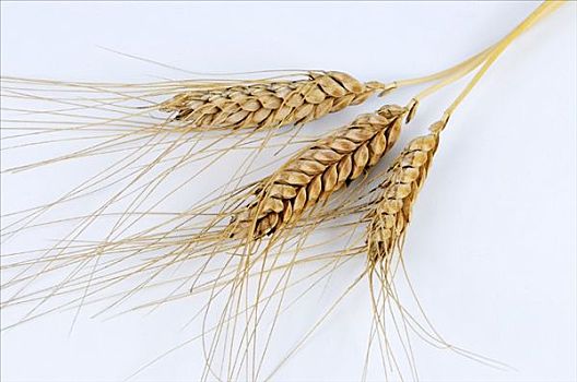 穗,埃塞俄比亚,小麦