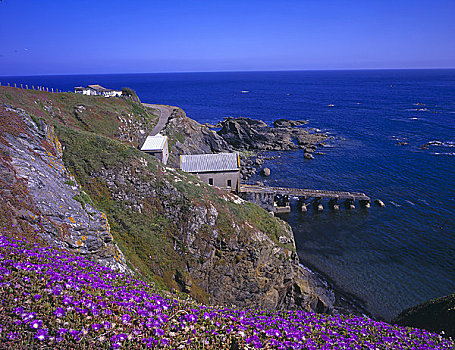 英格兰,康沃尔,蜥蜴,英国,大陆