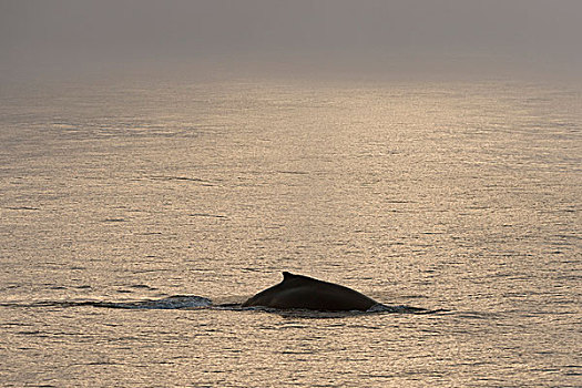 驼背鲸,大翅鲸属,鲸鱼,跳进,巴伦支海,海洋,斯瓦尔巴群岛,斯瓦尔巴特群岛,挪威,欧洲