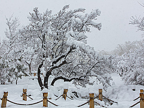 飞雪迎春到