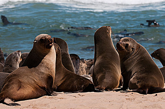 岬角毛海豹,毛海狮,纳米比亚