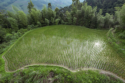 龙脊梯田