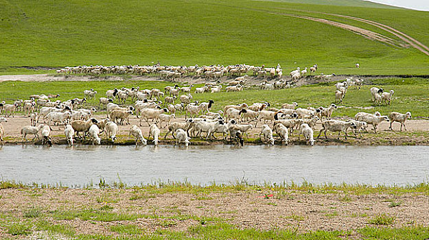 内蒙呼伦贝尔草原上喝水的羊群