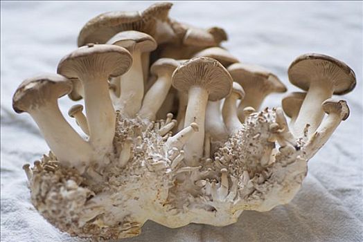 金针菇,蘑菇