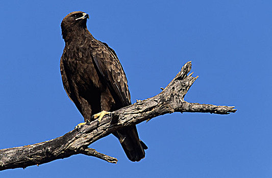 鹰,克鲁格国家公园,南非,非洲