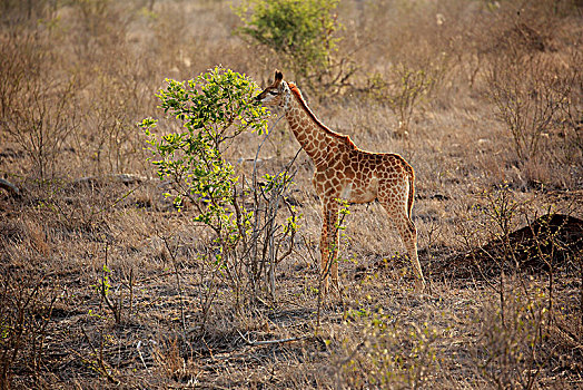 南方长颈鹿,长颈鹿,小动物,进食,克鲁格国家公园,南非,非洲