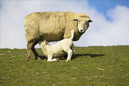 母羊,羊羔,草场,石荷州,德国
