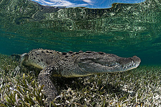 水下,侧面视角,鳄鱼,海草,浅水,环礁,墨西哥