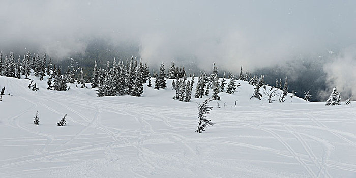 滑雪轨迹,雪,山,惠斯勒,不列颠哥伦比亚省,加拿大