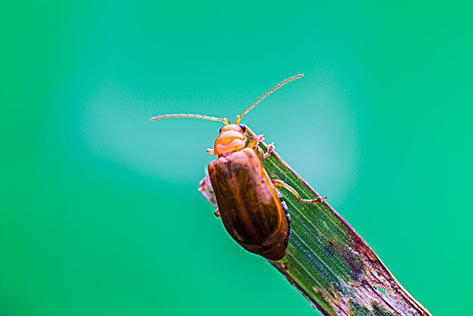 微距摄影昆虫,努力向上爬的瓢虫