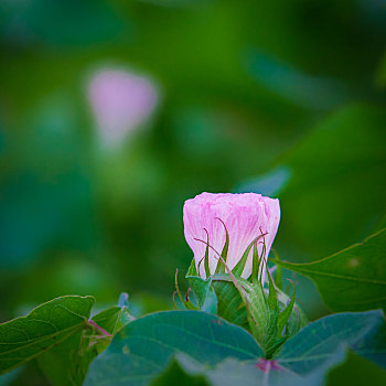 棉花的花朵