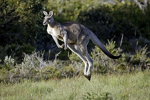 大灰袋鼠,灰袋鼠,跳跃,成年,澳大利亚