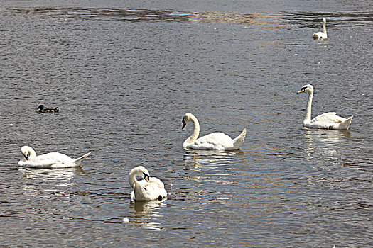鸭子,白色,天鹅,成群,水塘