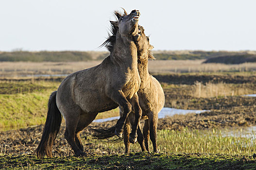 马,两个,成年人,争斗,沿岸,湿地,自然保护区,萨克福马,英格兰,英国,欧洲
