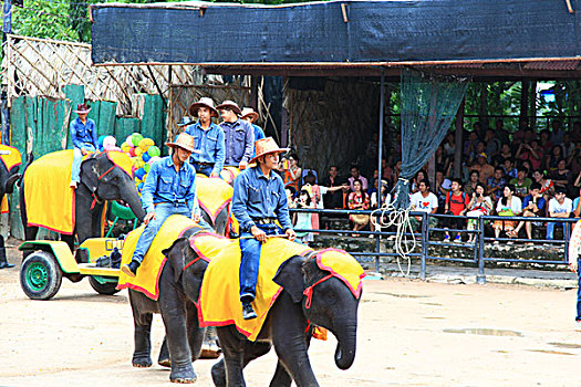 泰国大象表演