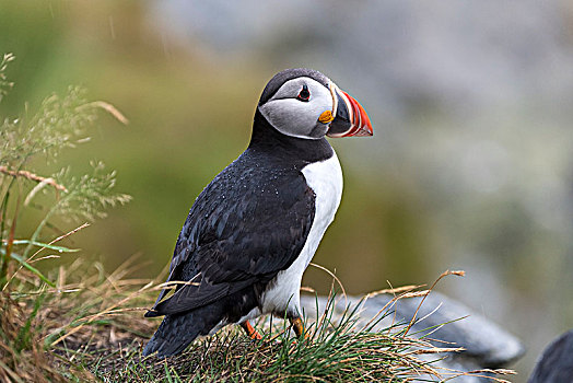 角嘴海雀,北极,鸟岛,挪威,欧洲