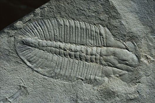 三叶虫,化石,中间,样本,落基山脉,北美