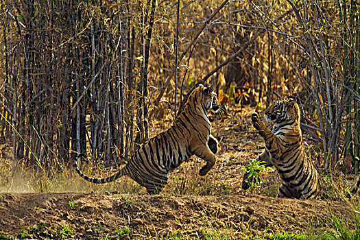 皇家,孟加拉虎,打闹,虎,自然保护区,印度