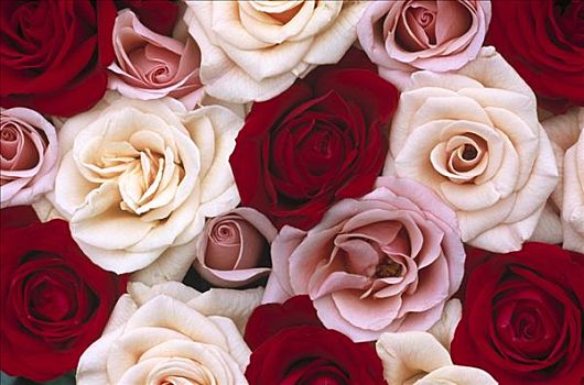 玫瑰,粉色,花,特写,许多,不同,彩色,北美,欧洲