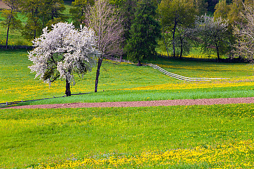 草地,靠近,春天,省,意大利,欧洲