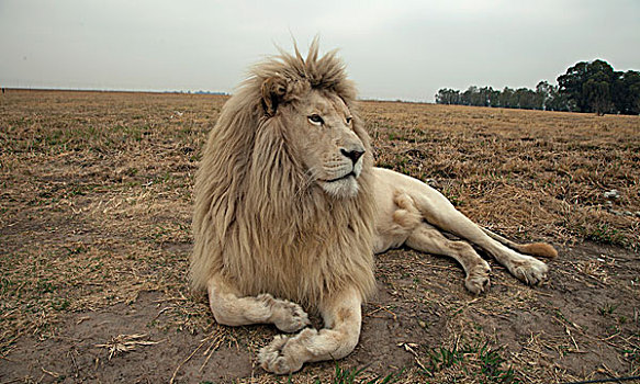 白色,狮子,牧场,俘获,南非,非洲