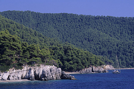 希腊,爱琴海,斯科派洛斯岛,靠近,海滩,松树,树林,帆船