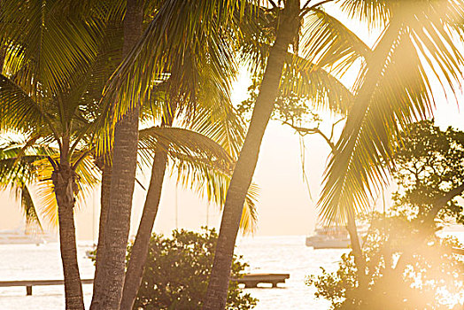 英属维京群岛,维京果岛,棕榈树,日落