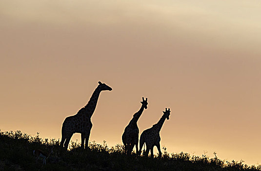 南方,长颈鹿,三个,雄性,黎明,卡拉哈里沙漠,卡拉哈迪大羚羊国家公园,南非,非洲