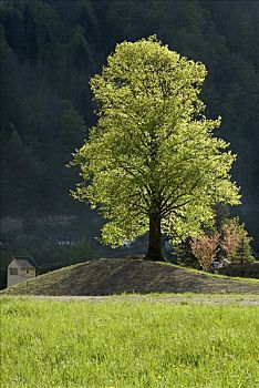 柠檬,菩提树,树,椴树属,上奥地利州,奥地利,欧洲