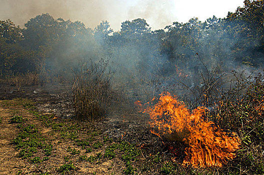 灌丛火灾,重,排放,国家公园,尼泊尔,亚洲